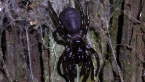 Northern Tree Funnelweb