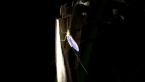 Mayfly