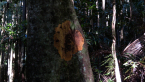 Yellow Lichen on Rainforest Tree