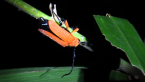 Longicorn Beetle