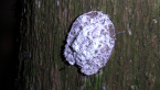Pie Dish Beetle