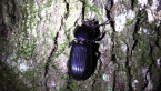 Bess Beetle
