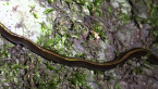 Bicolour Flatworm