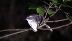 White-browed Scrubwren
