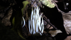 Clavarioid Fungi