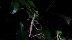 Mating Stick Insects