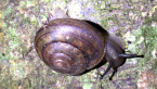 Fraser's Banded Snail
