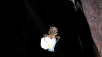 Crab Spider