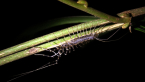 House Centipede