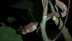 Juvenile Carpet Python