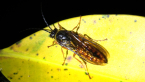 Thynnine Wasp