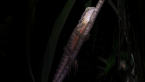 Eastern Water Dragon