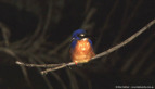 Azure Kingfisher