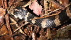Stephen's Banded Snake