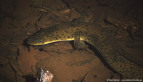 Longfin Eel