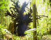 Fallen Tree