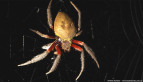 Garden Orb-weaver