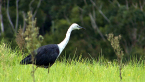White-necked Heron