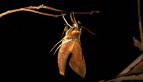 White-brow Hawk Moth