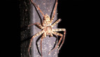 Brown Huntsman Spider
