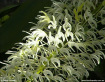 King Orchid