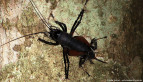 Red-legged King Cricket