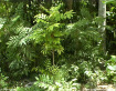 Native Garden