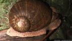 Giant Panda Snail