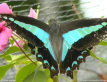 Blue Triangle Butterfly