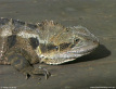 Eastern Water Dragon
