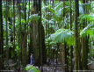 Figure in forest