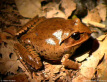 Great Barred Frog