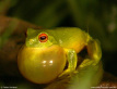 Orange-eyed Tree Frog