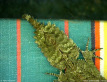 Leaf-tailed Gecko