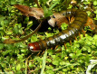 Giant Centipede