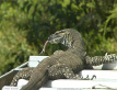 Lace Monitor