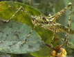 Spiny Rainforest Katydid