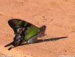 Macleay's Swallow-tail Butterfly