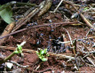 Jumper Ants Nest