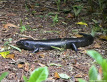 Land Mullet