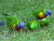 Rainbow and Scaly-breasted Lorikeets
