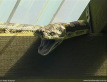 Carpet Python - Yawn or Threat?