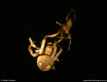 Garden Orb Spiders Mating