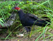 Scrub Turkey