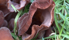 Jews Ear