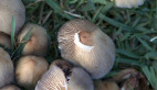 Roadside Fungi
