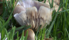 Fungus