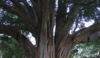 White Fig Tree