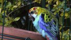 Pale-headed Rosella
