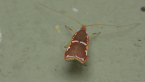 Depressarid Moth